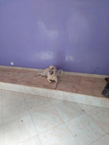 أنثى لابرادور ريتريفر - 2