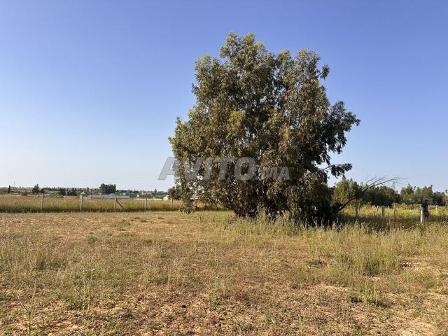 Terrains agricoles 1 hectare enregistrés - 2