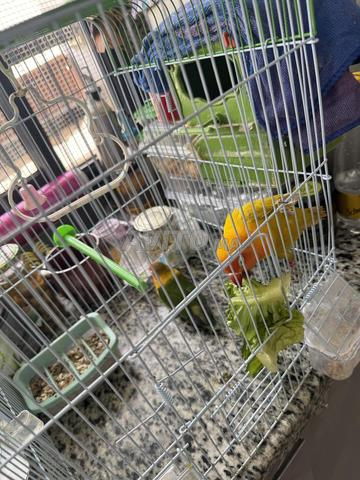 Oiseaux inséparables