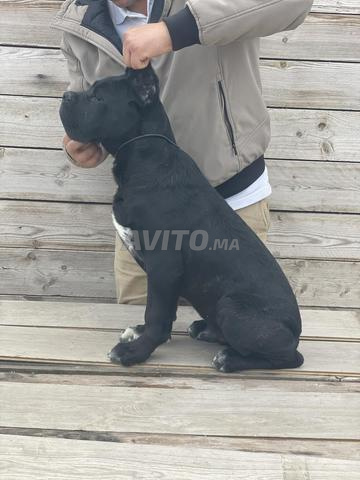 Chiots Cane Corso pedigree - 2