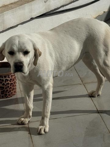 Chihuahua & Labrador