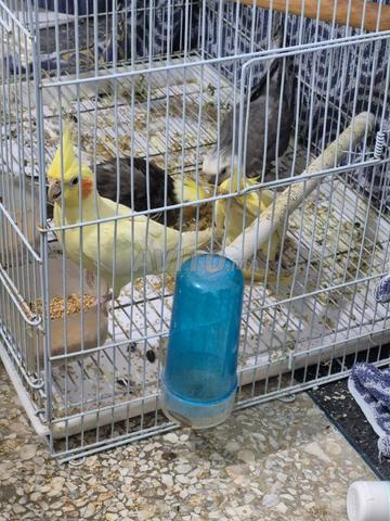 أزواج الكوكاتيل - 2