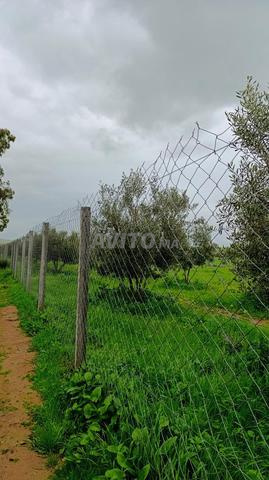 الأرض تبعد عن مدينة الخميسات بـ 13 كيلومتر - 2