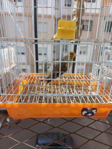 ميسو للبيع - 2