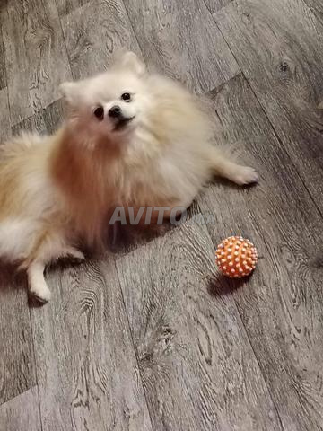 ذكر سبيتز - 2