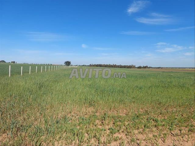Terrains & Fermes Titrés Vue Mer – Sidi Rahal - 2