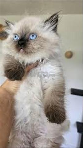 قط هملايا صغير بشعر طويل