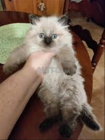 قط هملايا صغير بشعر طويل - 2