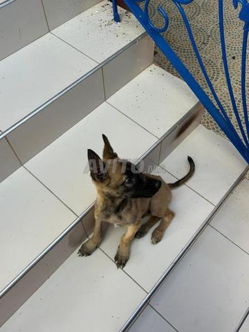 جرو مالينوا عمره 3 أشهر مطعم ولديه دفتر صحي