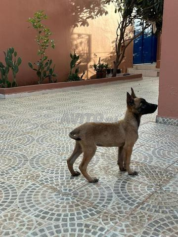 جرو مالينوا عمره 3 أشهر مطعم ولديه دفتر صحي - 2