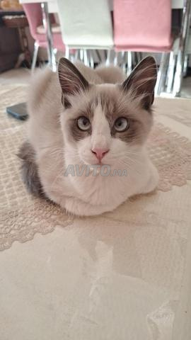 قط ذكر عمره ثمانية أشهر