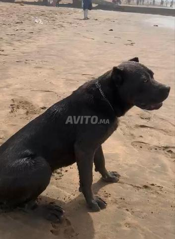 أنثى كاني كورسو رمادية نقية السلالة - 2