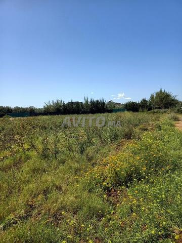 أرض زراعية للبيع - 2