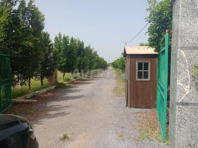 ferme benslimane - 2