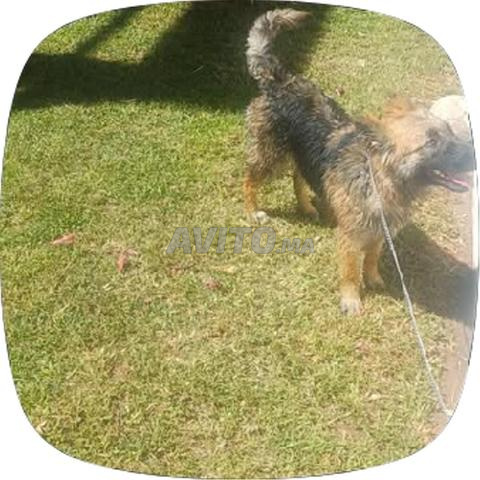 كلب الراعي الألماني للبيع - 2