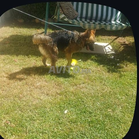 كلب الراعي الألماني للبيع