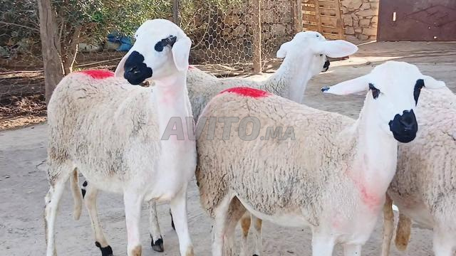 32 صردية مليحة ضارة للبيع