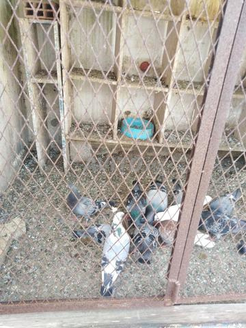 حمام زاجل - 2