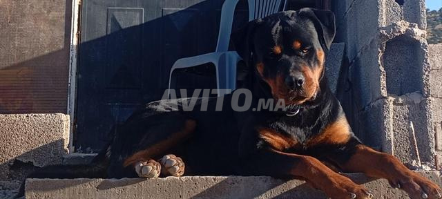 روت وايلر - 2