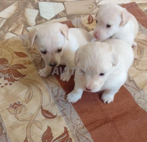 -لابرادور- جراء كلاب صغيرة وراقية