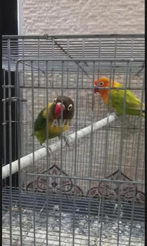 زوج طيور فيشر للبيع - 2