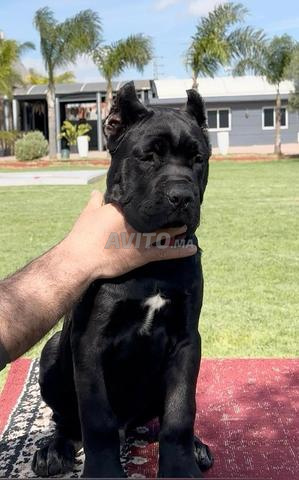 Chiots Cane Corso pedigree