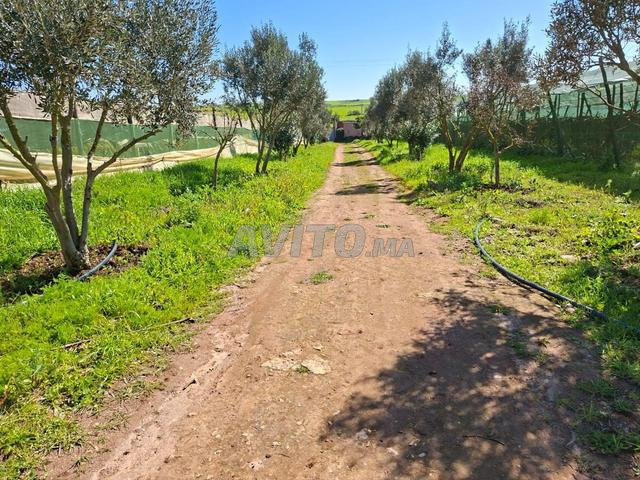 مزرعة للبيع - 2