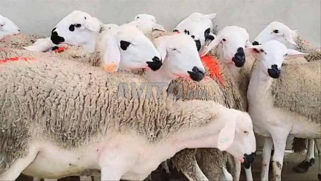 Bonjour, il y a 30 bonnes brebis Sardi, bonnes productrices de lait