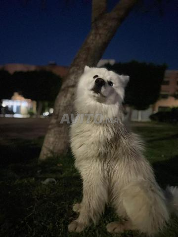 مراكش المحمدي