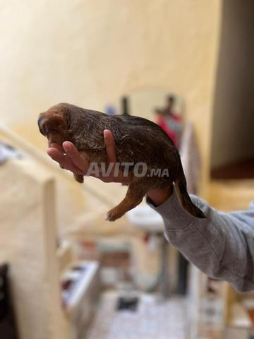 Deux chiots chihuahua brindle - 2