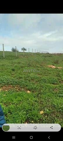 Terrain agricole à louer - 2