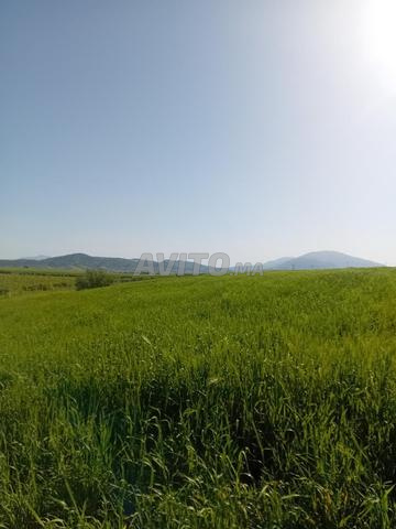 3.3 هكتارات محفظة سقيوية . مزروعة. - 2