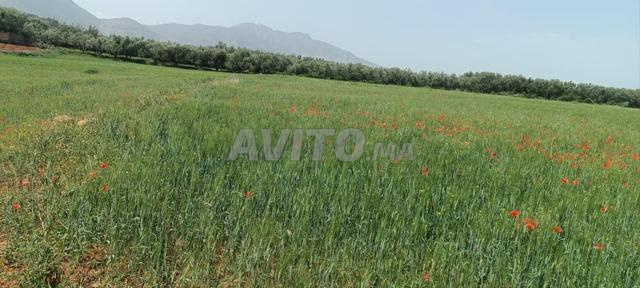 أرض للبيع في أمزميز – 8200 متر مربع - 2