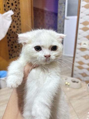 قطط سكوتيش للبيع - 2