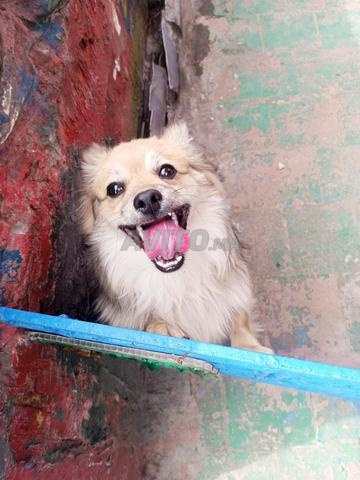 اسبيتز ألماني - 2