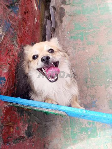 سبتز ألماني - 2