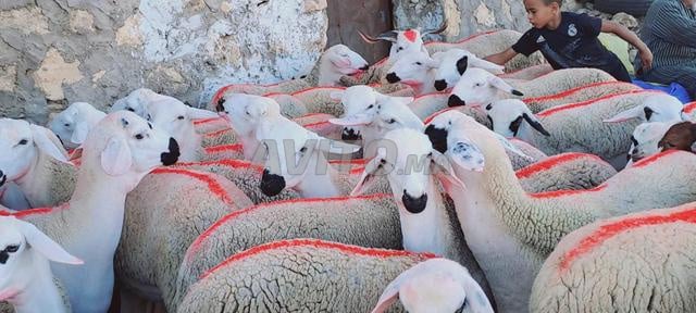 صردية مليحة ضارة للبيع