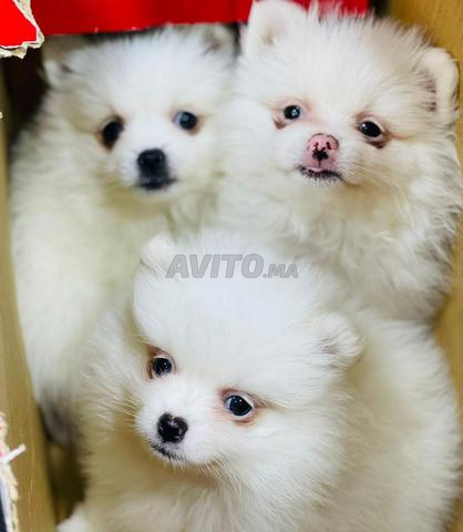 كلب سبيتز - 2