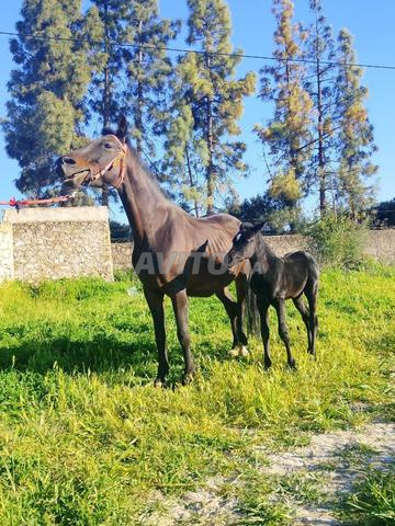 Pouliches P.A suitées à vendre - 2