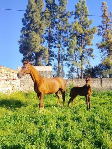 Pouliches P.A suitées à vendre