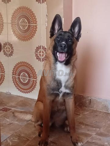 Chien malinois - 2