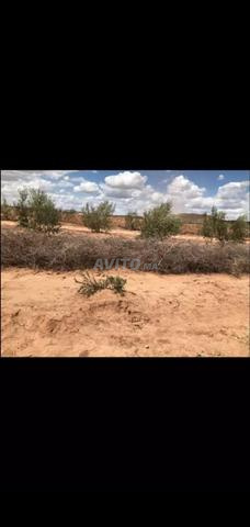 🏡 Terrain 12958 m² proche Marrakech - 2
