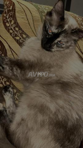 تبني القطة لونا