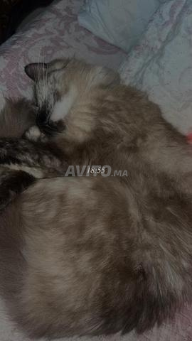 Adoption de la chatte Luna - 2