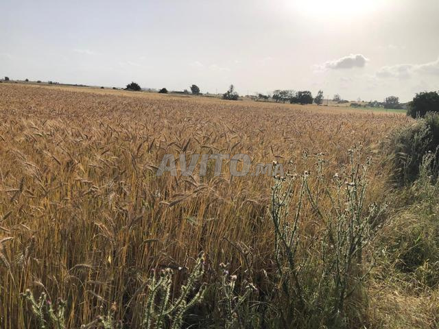 طريق الأميرة - 2