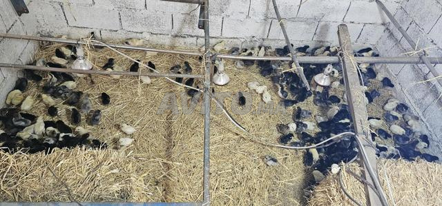 أموال محلية للبيع في منطقة زعير أحد البراشوة - 2