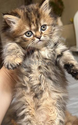 قطط فارسية أصيلة - 2