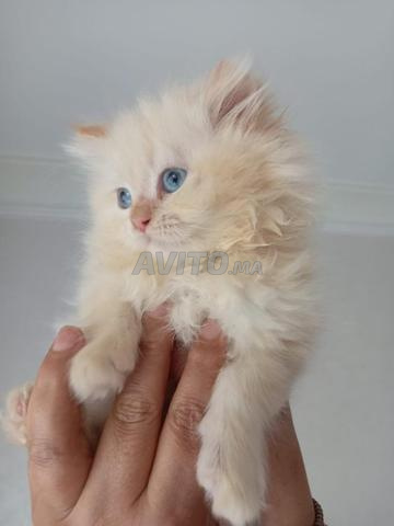 Magnifique chaton Persan blanc crème yeux bleus - 2