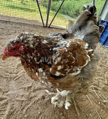 Poule Brahma vaccinée - 2