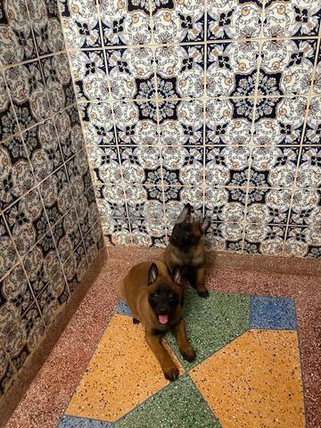 مالينوا سلالة نقية - 2